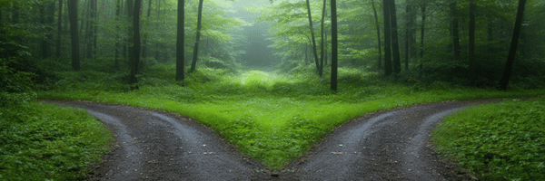 Forest crossroads at dusk with diverging paths